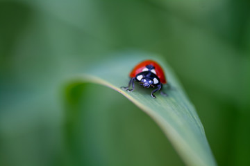ladybug on green leaf 8 ..