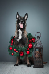 Malinois in studio