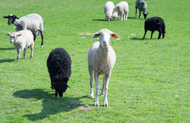sheeps in meadow