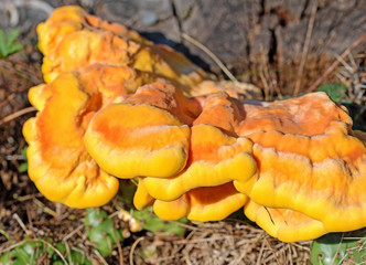 Schwefelporling, Laetiporus sulphureus