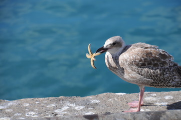 Möwe mit Stern