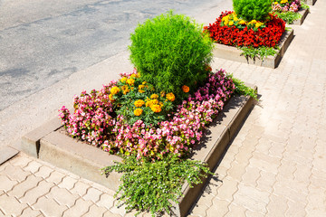 Flower bed with different colorful flowers