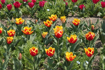 Fototapeta premium 馬見丘陵公園の春