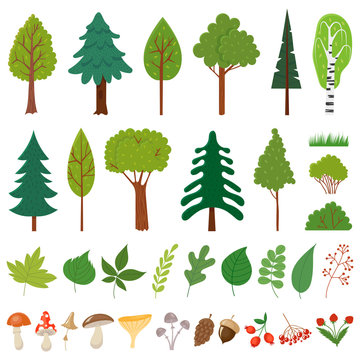 Forest trees. Woodland tree, wild berries plants and mushroom. Forests floral elements vector set