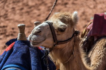 Close up shot on a camel