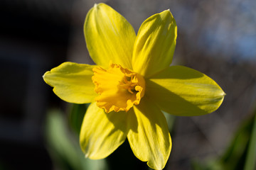 Obraz premium beautiful spring flower
