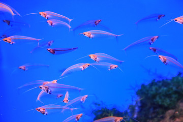 Glass catfish float on the background of coral in blue water