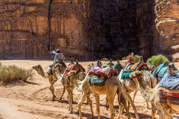 Caravan of camels in Wadi Rum, Jordan