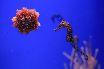 Sea urchin and seahorse in the foreground