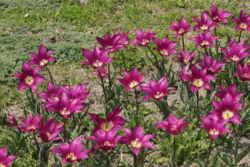 馬見丘陵公園の春
