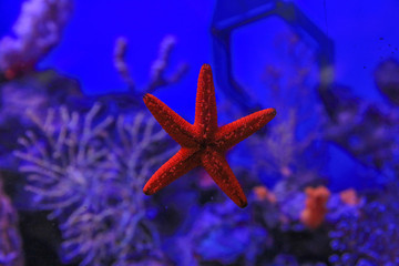 Starfish stuck to the glass against the coral