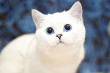 White cat with blue eyes looking at camera, background blurred
