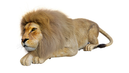 Obraz premium 3D Rendering Male Lion on White