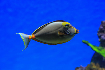 Obraz premium Fish - Rhino floats in blue water on a background of corals. Fish of the red sea. Rhino fish close-up.