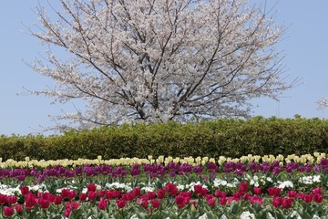 Fototapeta premium 馬見丘陵公園の春