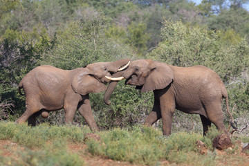 Afrikanischer Elefant / African elephant / Loxodonta africana.