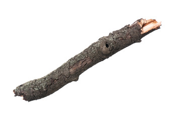 Single dry tree branch, isolated on white background. Stick tree branch from nature for design.