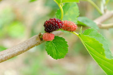 Mulberries On Tree Branch