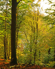 Obraz premium Herbstwald