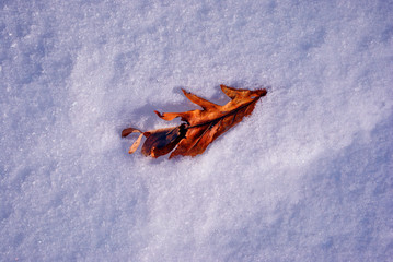 Orange dry oak leaf on the white snow background, top view