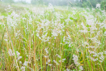 Close up of reeds grass background. 
