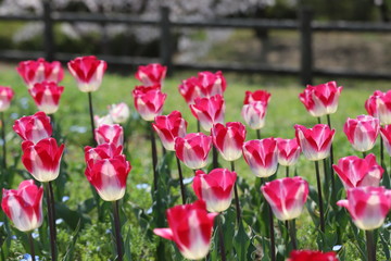Obraz premium 馬見丘陵公園の春