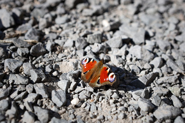 roter Schmetterling auf hellen Steinen