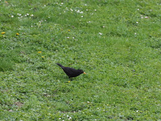 Amsel auf Nahrungssuche