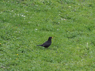 Amsel auf Nahrungssuche
