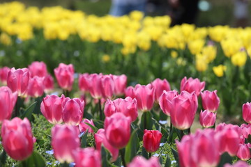 馬見丘陵公園の春