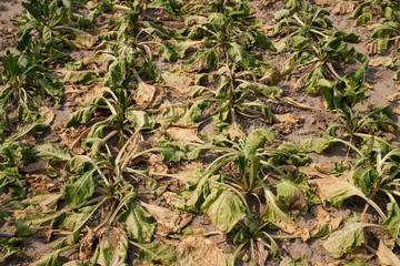 drought beets field