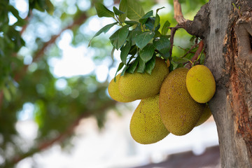 Jackfruit Tree and young Jackfruits (Artocarpus heterophyllus). Jackfruit is Delicious sweet fruit.