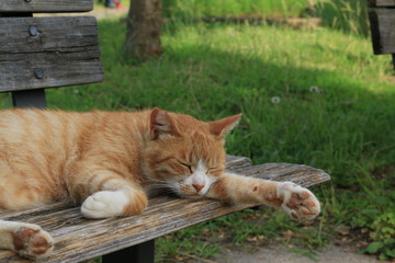 Obraz premium 公園で眠る猫