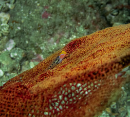 Redhead Goby (Elacatinus puncticulatus)