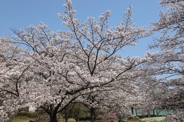 馬見丘陵公園の春