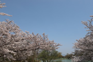 馬見丘陵公園の春