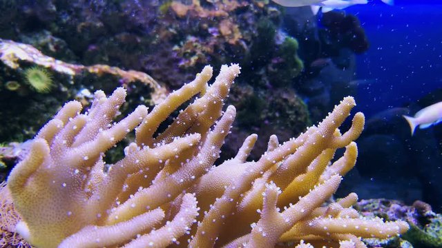 Lobophytum sp. or mushroom finger leather coral and chromis viridis in aquarium. Life in ocean, underwater footage. Soft coral reef and tropical fish, seascape and seaweeds, swimming and diving