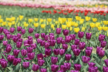 馬見丘陵公園の春