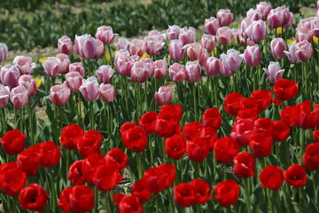 馬見丘陵公園の春