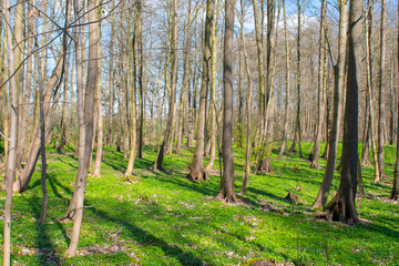 path in the forest