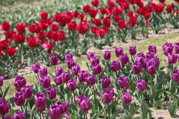 Fototapeta premium 馬見丘陵公園の春