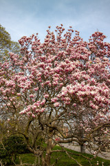 View of magnolia plants and flowers..Magnolia is a large genus in the subfamily Magnolioideae of the family Magnoliaceae with blue sky