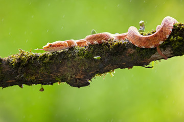 Bothriechis schlegelii, the eyelash viper, is a venomous pit viper species found in Central and South America