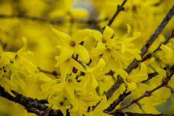 View of yellow blooming forsythia in spring
