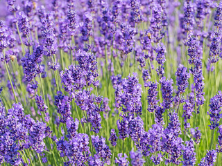 Obraz premium Blühender Lavendel, Lavandula
