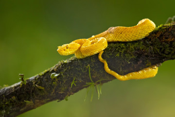 Bothriechis schlegelii, the eyelash viper, is a venomous pit viper species found in Central and South America