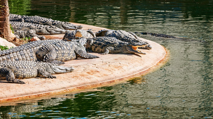 Naklejka premium Crocodiles