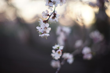 Beautiful fruit tree blooming, spring time apricot blossom at sunset.