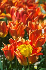 Tulpen in den verschiedensten Farben, in wei&szlig;, rot, lila, orange, gelb etc. etc.