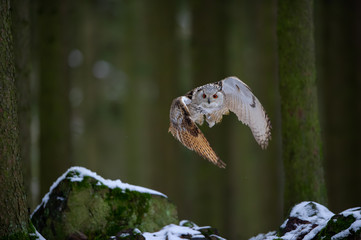 Departure western siberian eagle owl in the forest